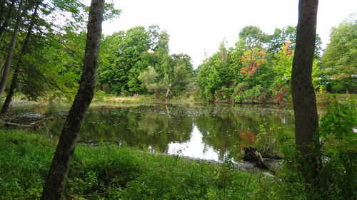 Reflection of trees in a lake