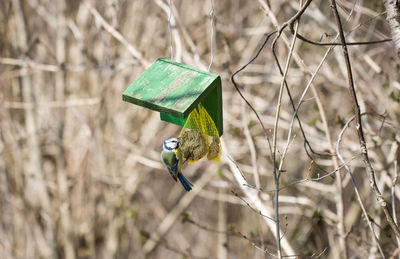 Close-up of bird perching on feeder