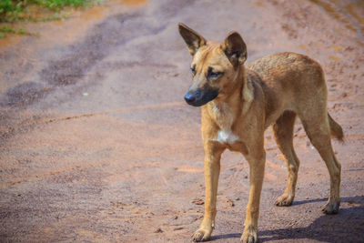 Dog looking away