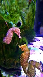 Close-up of fish swimming in aquarium