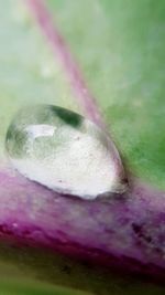 Close-up of pink rose in water