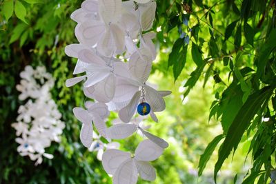 Close-up of white flowering plant