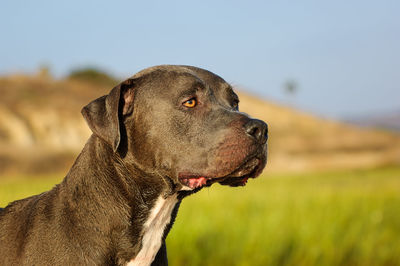 Close-up of a dog looking away