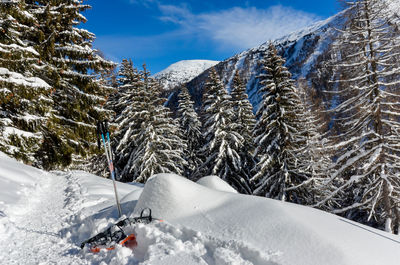 Snow covered pine trees and mountains against sky