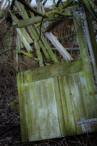 Close-up of old plant