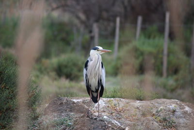 Heron perching on rock