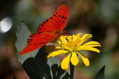 Close-up of butterfly pollinating on flower