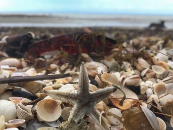 Close-up of shells on beach