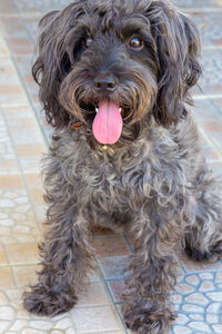 Close-up portrait of a dog