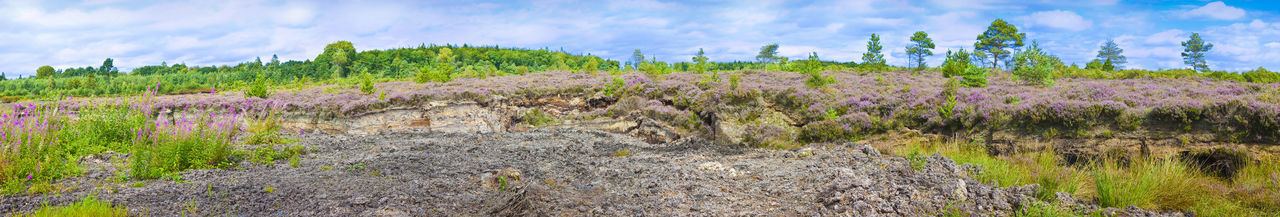 Panoramic view of flowering plants on field against sky