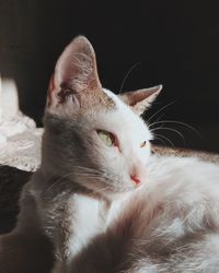 Close-up of a cat looking away