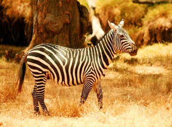 Zebra standing on grass