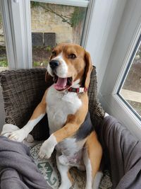 Dog sitting on window at home