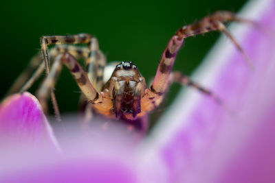 Close-up of spider on leaf