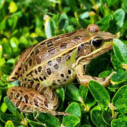 Close-up of frog on leaf