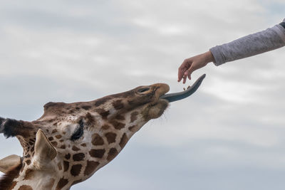 Giraffe sticks out tongue for human hand to put food on