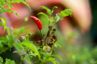 Close-up of red berries growing on plant