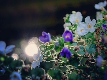 Close-up of purple flowers