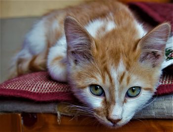 Close-up portrait of cat lying on bed at home