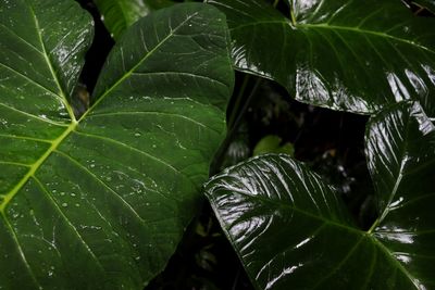 Close-up of wet leaves