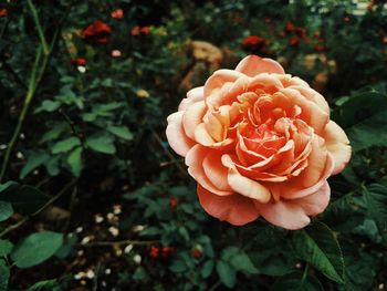 Close-up of rose flower