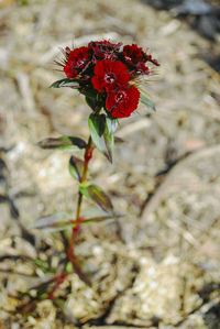 Close-up of red flowering plant on field