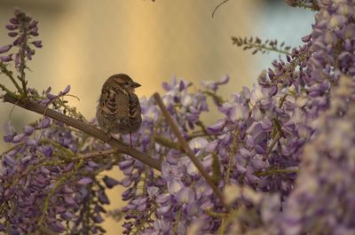 View of birds perching on flowering plant