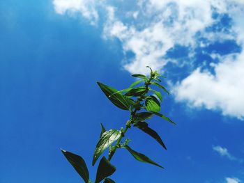 Low angle view of plant against blue sky