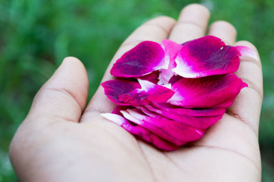 Close-up of hand holding pink flower