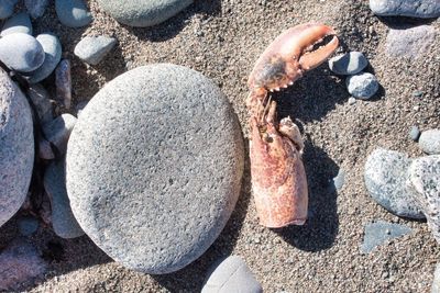 Pebble and lobster remain on the beach