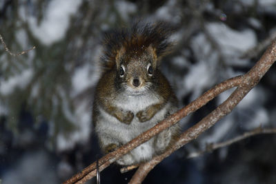 Portrait of squirrel