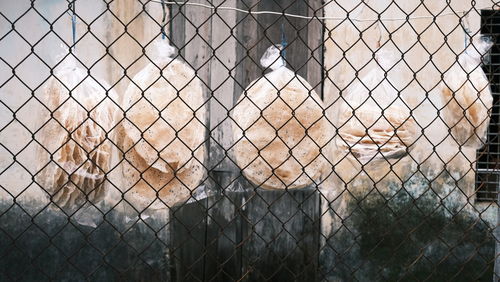 Close-up of chainlink fence