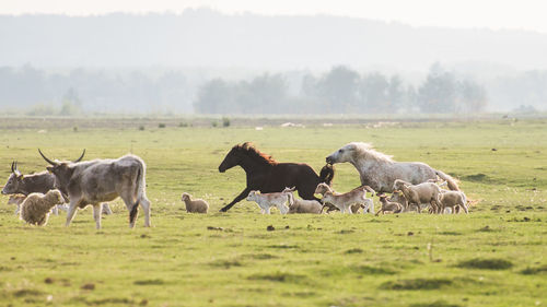 Horses in a field