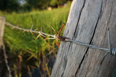 Close-up of insect on wooden post