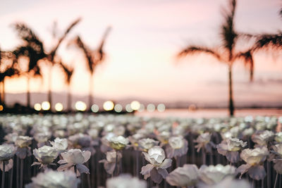 Close-up of flowering plants against sky during sunset