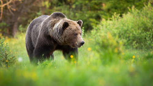 View of an animal on land