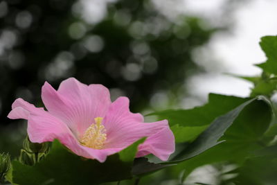 Close-up of pink flowering plant