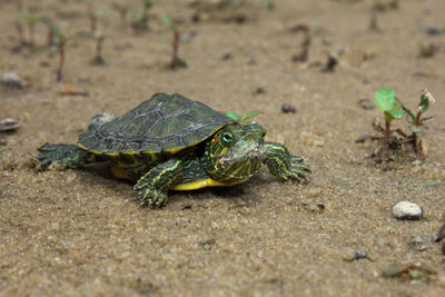 Baby turtle