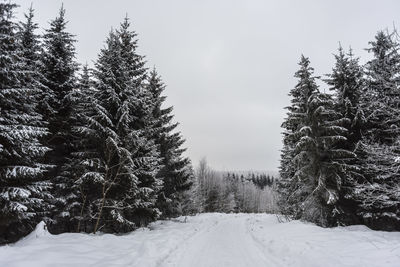 Pine trees on snow covered field against sky