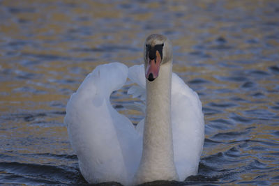 Close-up of swan swimming on lake