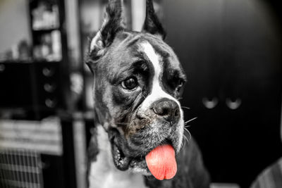 Close-up portrait of dog