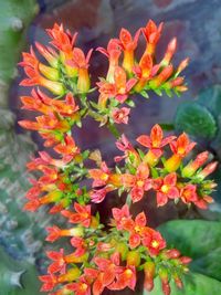 Close-up of red flowers blooming outdoors