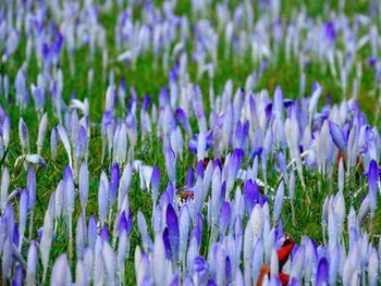 Close-up of purple flowers growing in field