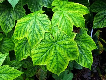 Close-up of fresh green leaves