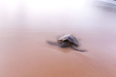 Dead sea turtle on the beach