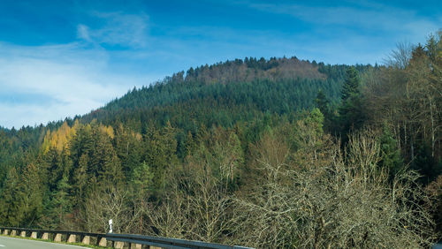 Scenic view of forest against sky