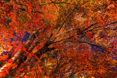 Low angle view of maple tree during autumn