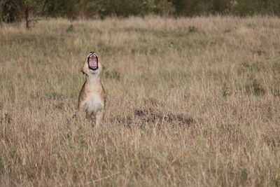 Dog running in field