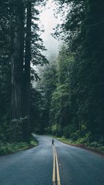 Road passing through forest