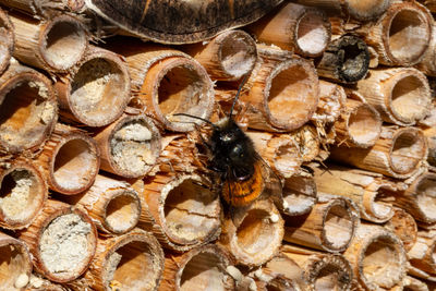 Close-up of bee on wood